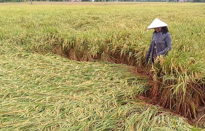 LÚA BỊ ĐỔ NGÃ: NGUYÊN NHÂN VÀ CÁCH HẠN CHẾ