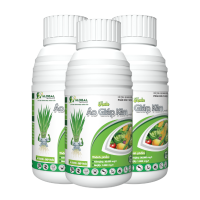 Chai ÁO GIÁP KẼM 500ml